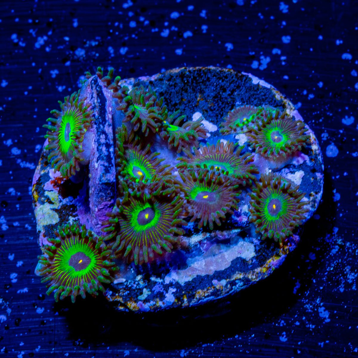 OddBall Zoanthid - riptide aquaculture llc