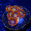 Rainbow Hornets Zoanthid - riptide aquaculture llc