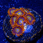 Rainbow Hornets Zoanthid - riptide aquaculture llc