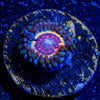 Valkary Zoanthid - riptide aquaculture llc