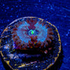 White Walker Zoanthid - riptide aquaculture llc