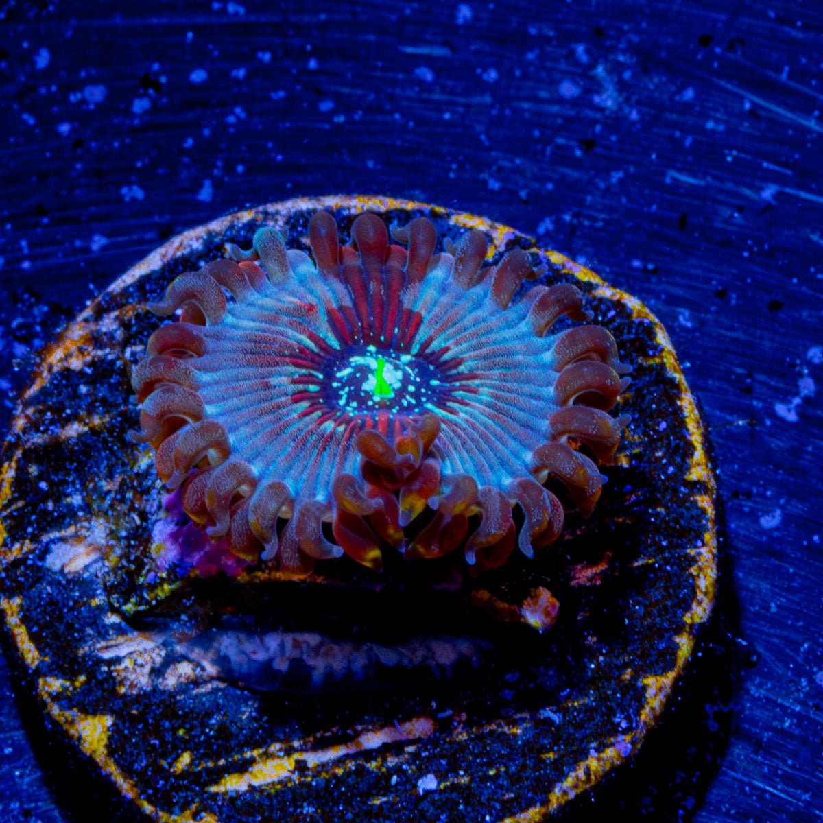 White Walker Zoanthid - riptide aquaculture llc