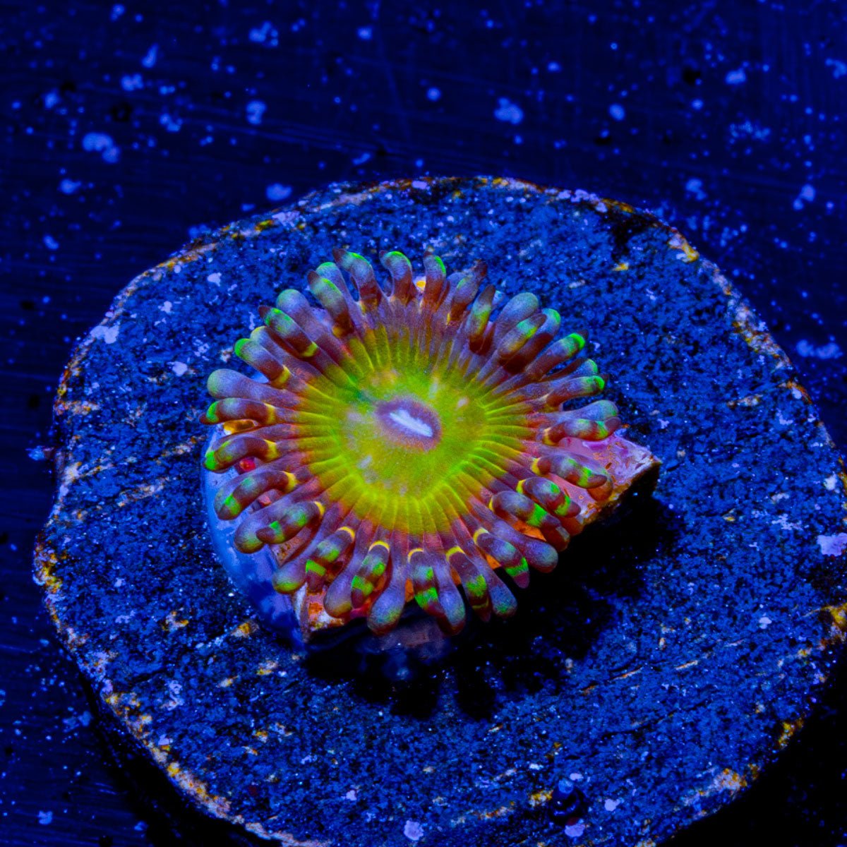 Rainbow Trolls Zoanthid - riptide aquaculture llc