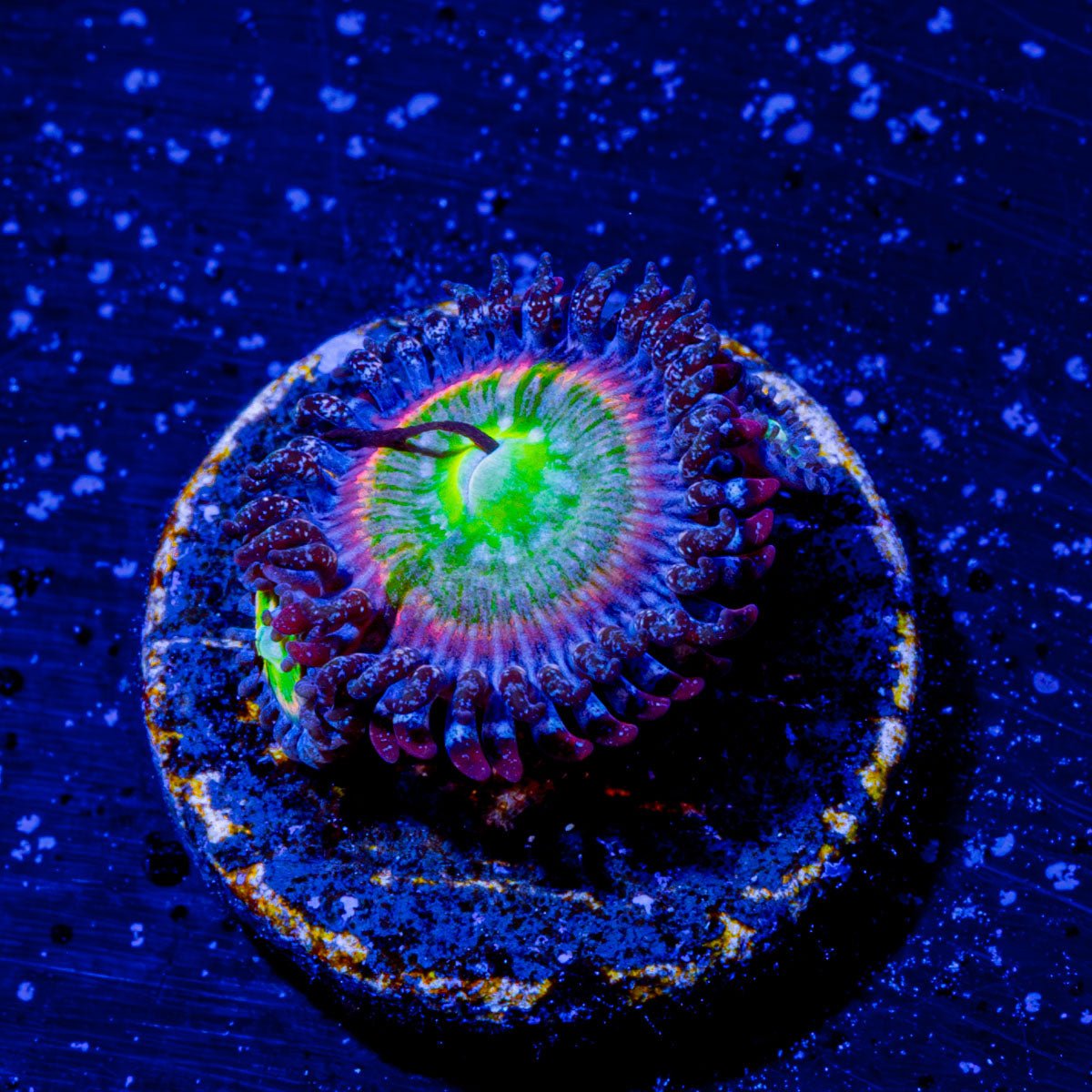 Funny d's Zoanthid - riptide aquaculture llc