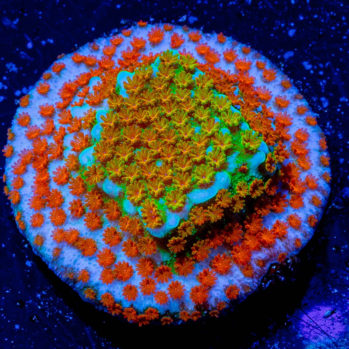 Confused Rainbow Montipora - riptide aquaculture llc