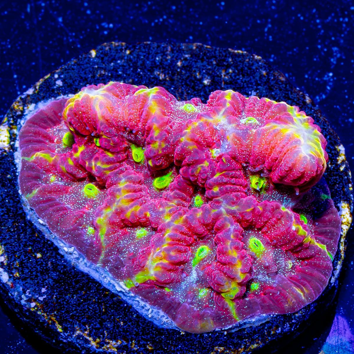 Blood Lust Favia - riptide aquaculture llc