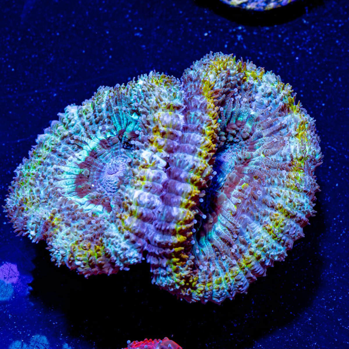 Acan / Micromussa 05 - riptide aquaculture llc