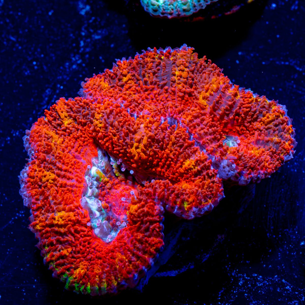 Acan / Micromussa 07 - riptide aquaculture llc