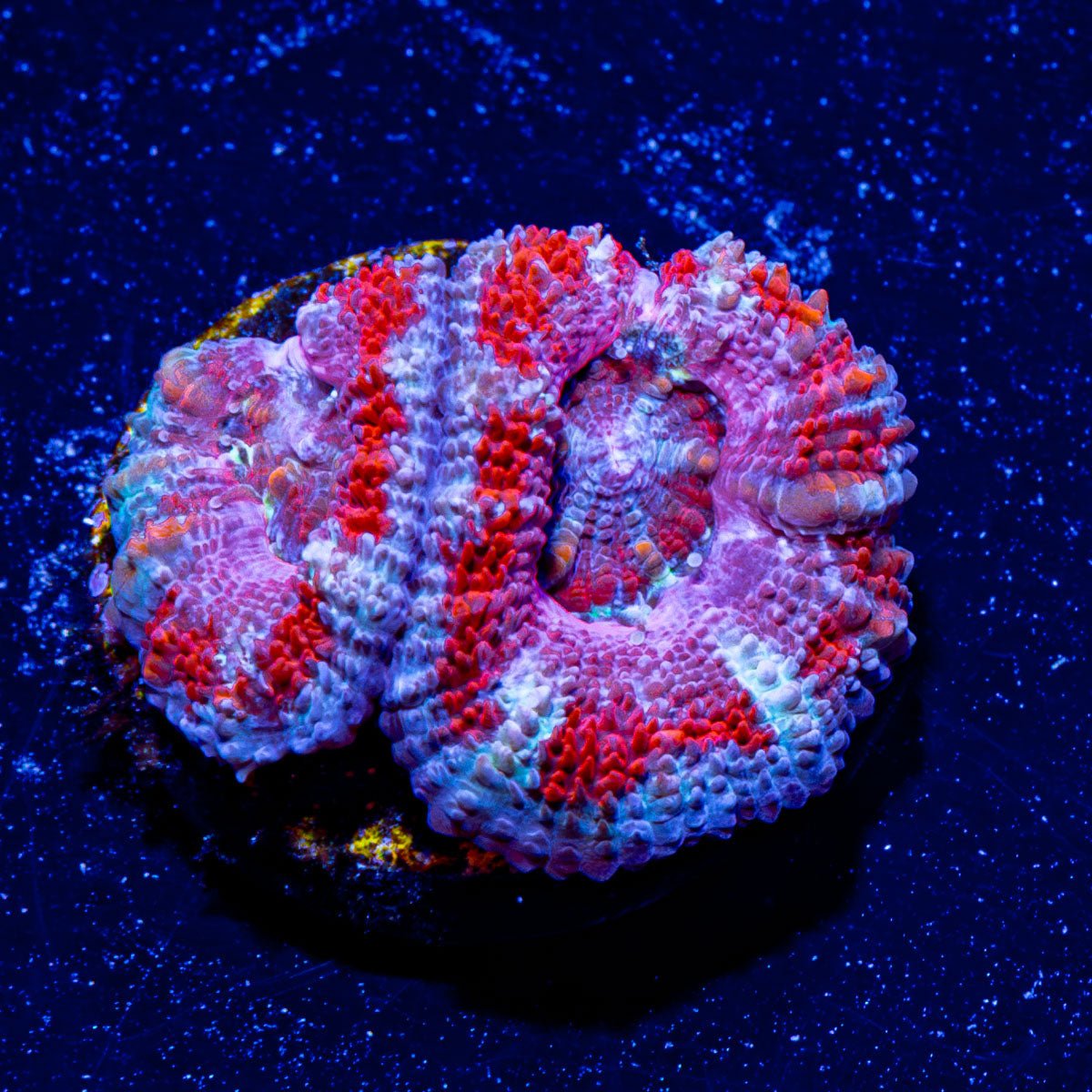 Acan / Micromussa 09 - riptide aquaculture llc