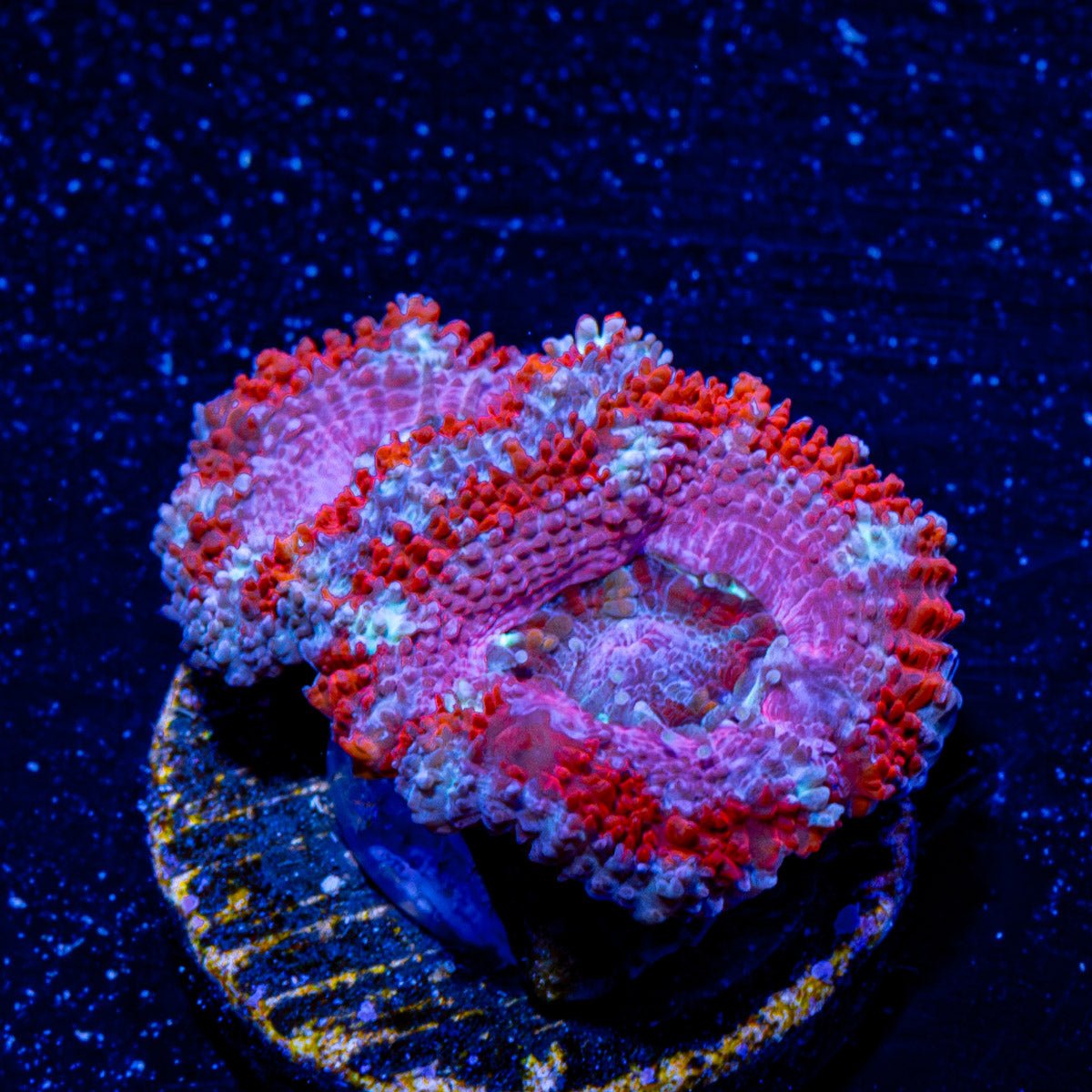 Acan / Micromussa 10 - riptide aquaculture llc