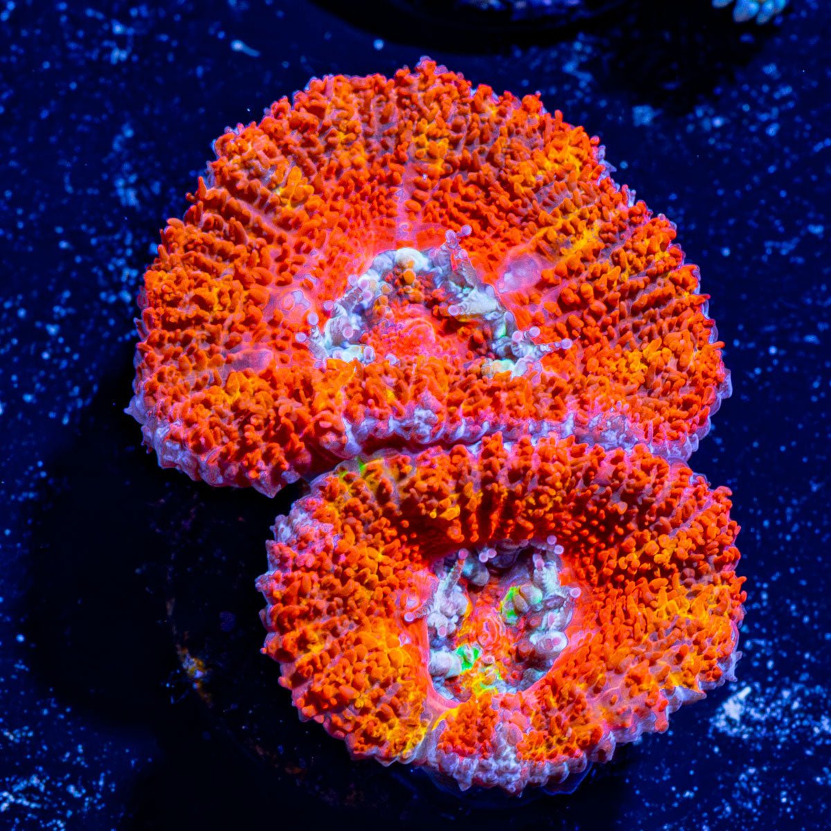 Acan / Micromussa 11 - riptide aquaculture llc