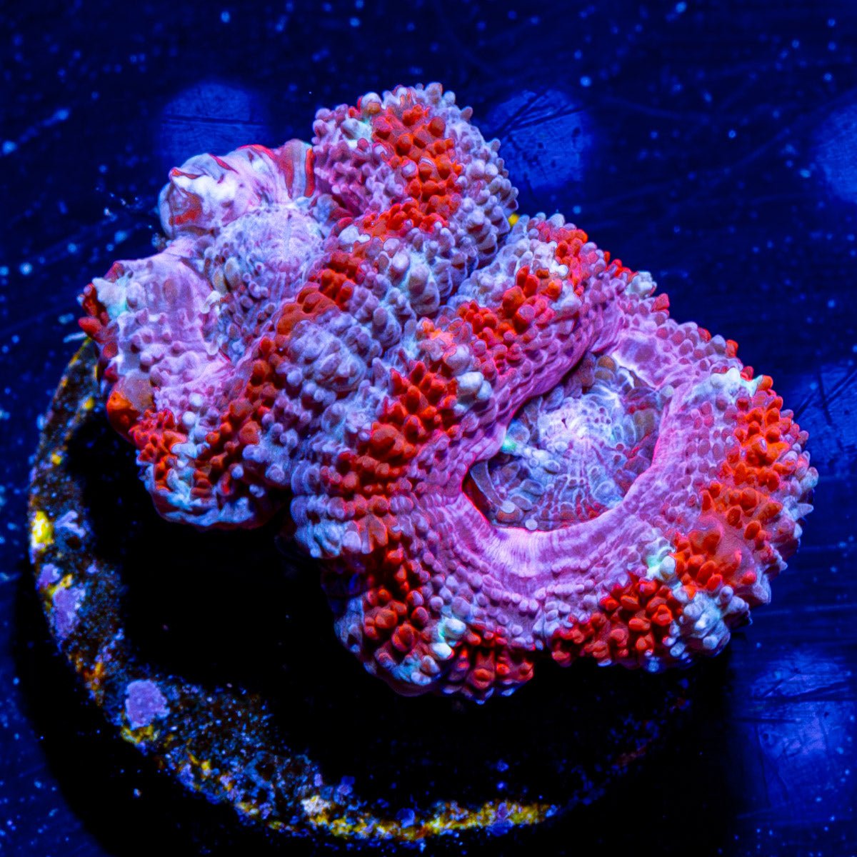 Acan / Micromussa 14 - riptide aquaculture llc