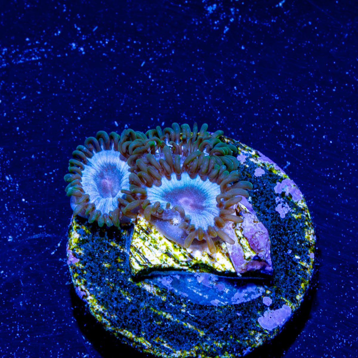 Miami Vice Zoanthid - riptide aquaculture llc