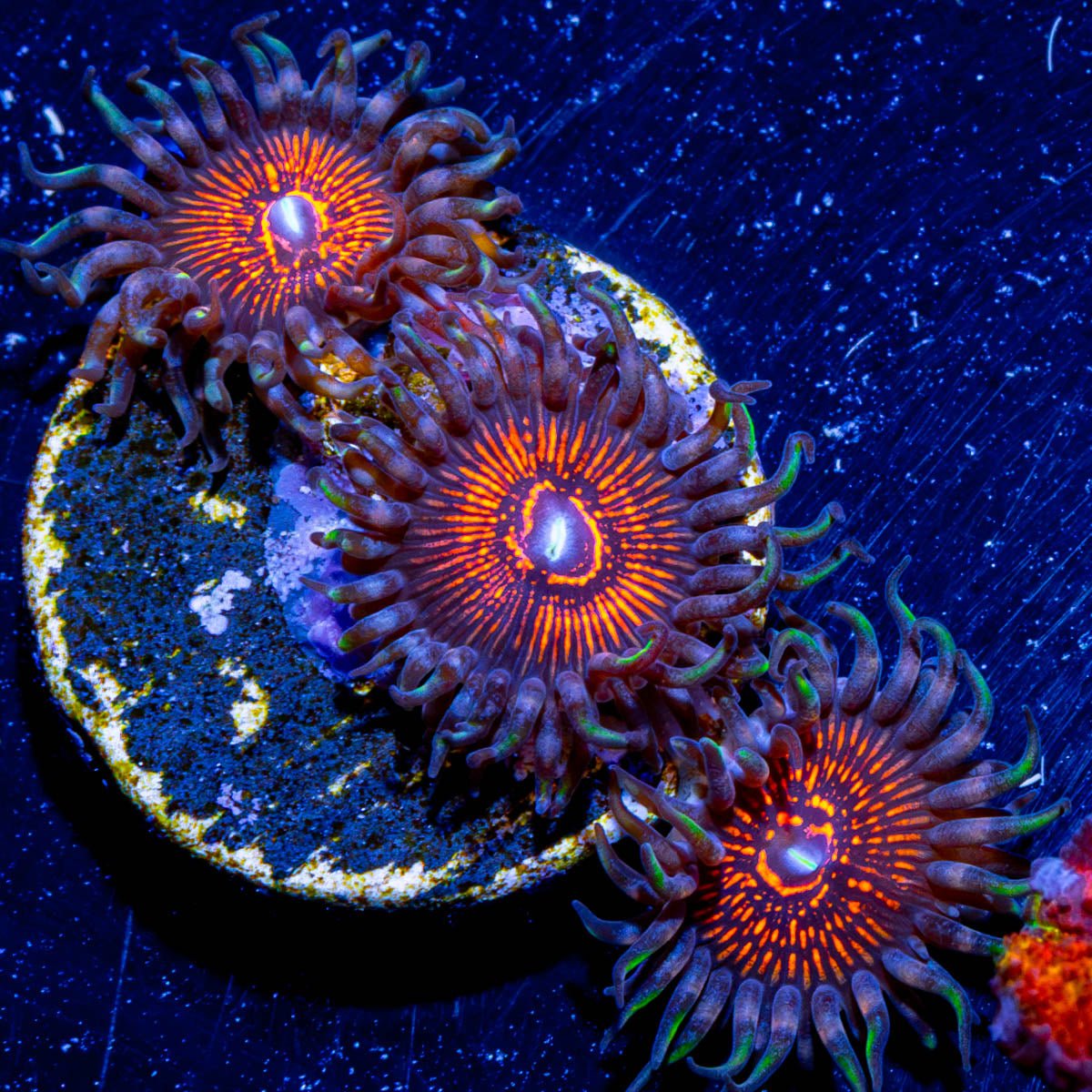 Aztec Warrior Zoanthid - riptide aquaculture llc