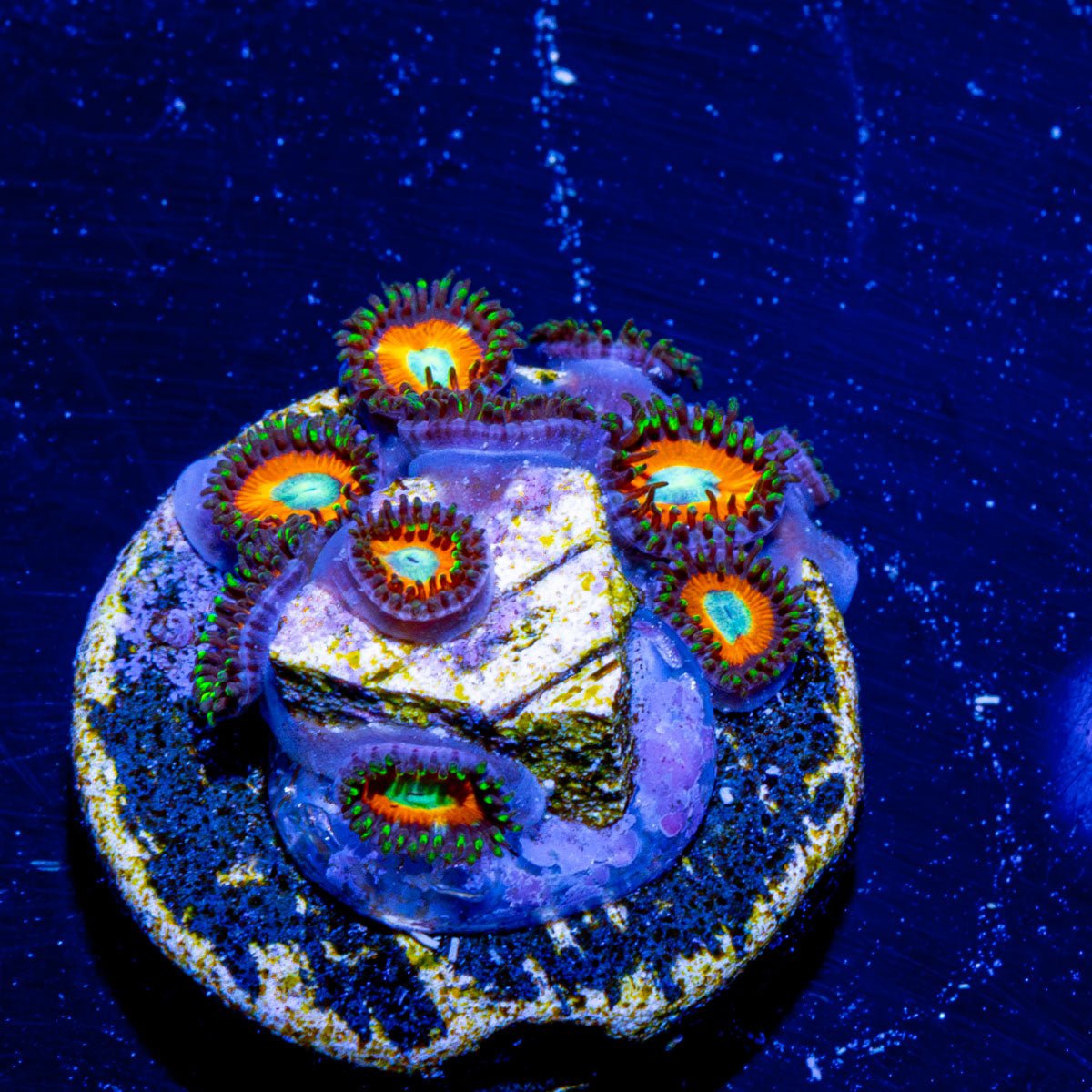 takis Zoanthids - riptide aquaculture llc