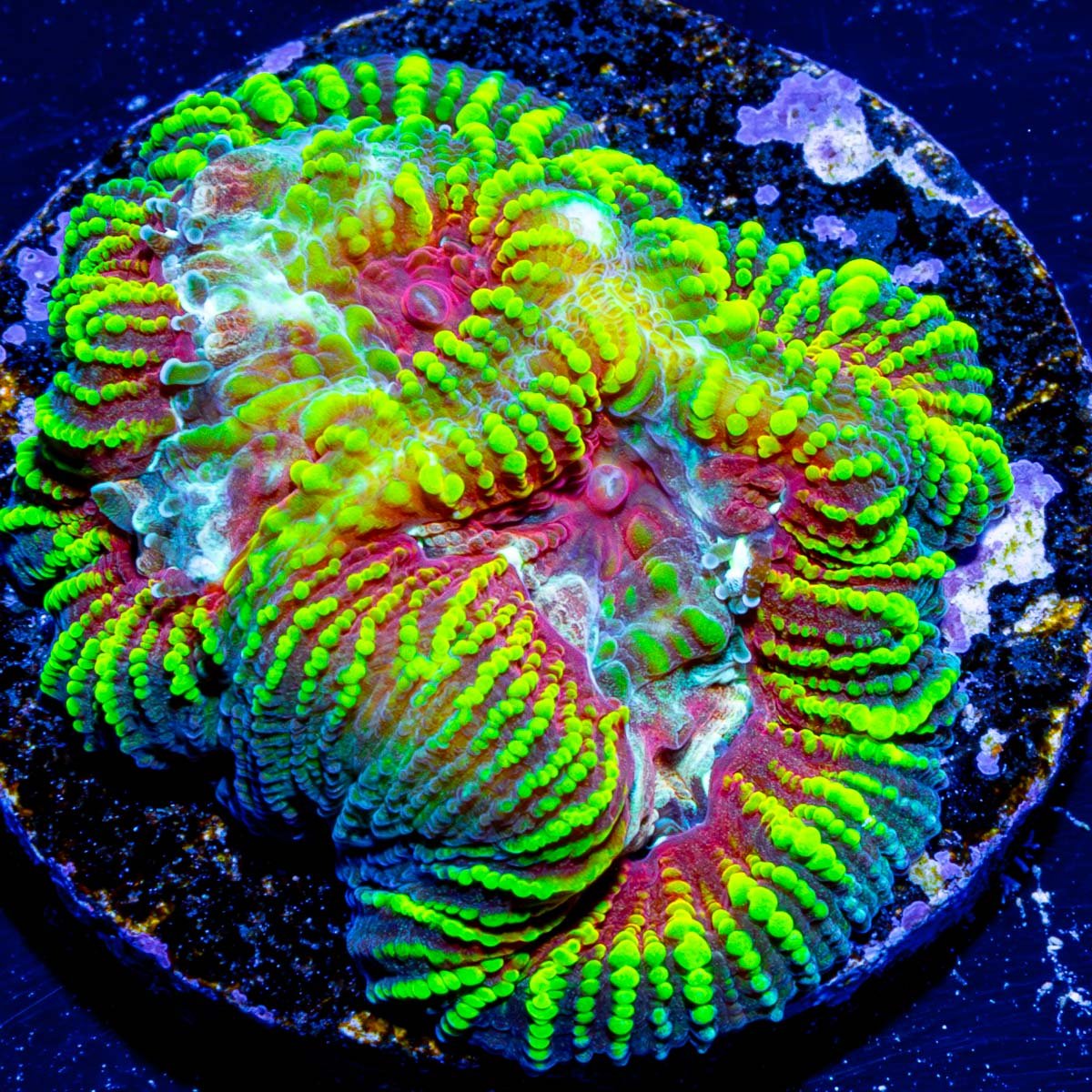 Hypnotic Favia - riptide aquaculture llc