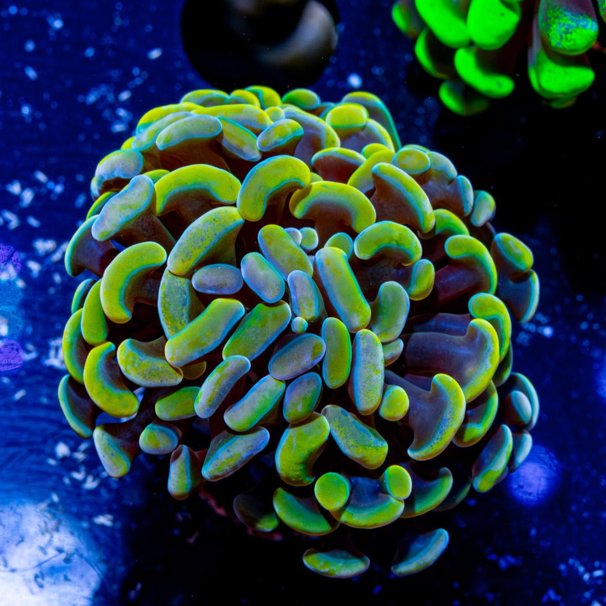 Rainbow Hammer - riptide aquaculture llc