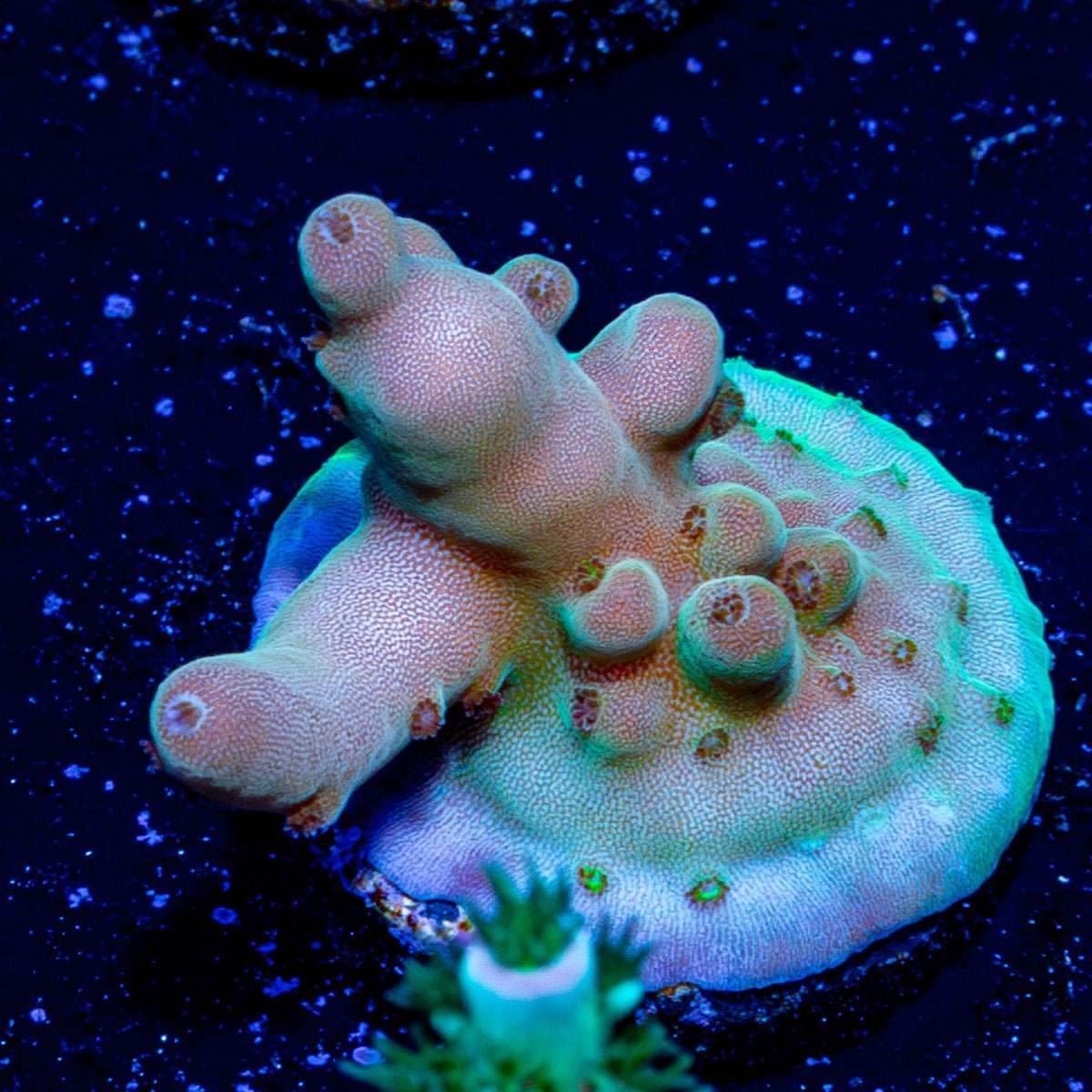 Bananna Hands Acro - riptide aquaculture llc