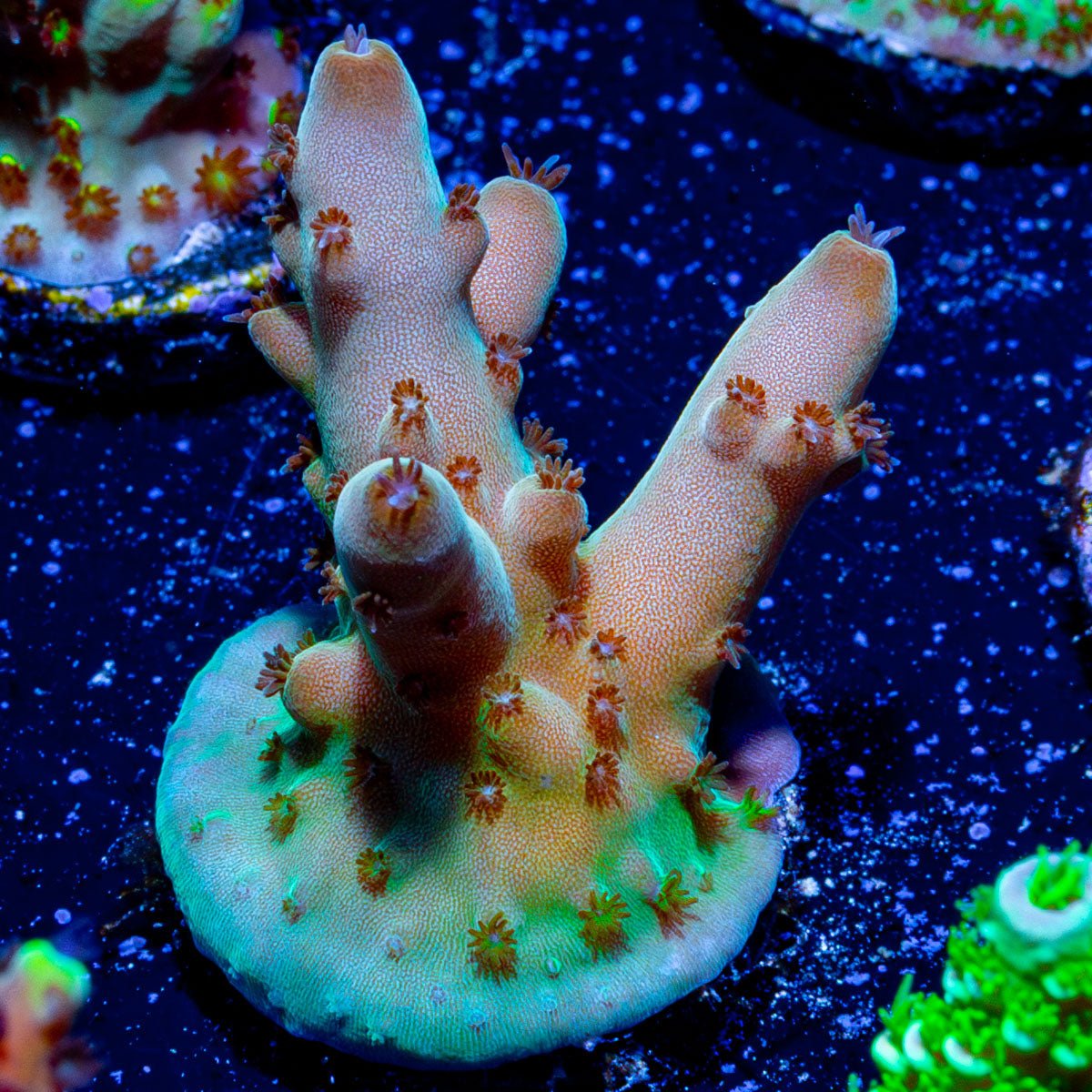 Bananna Hands Acro - riptide aquaculture llc