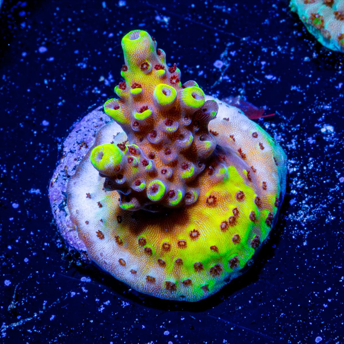 JF Fox Flame Acro - riptide aquaculture llc