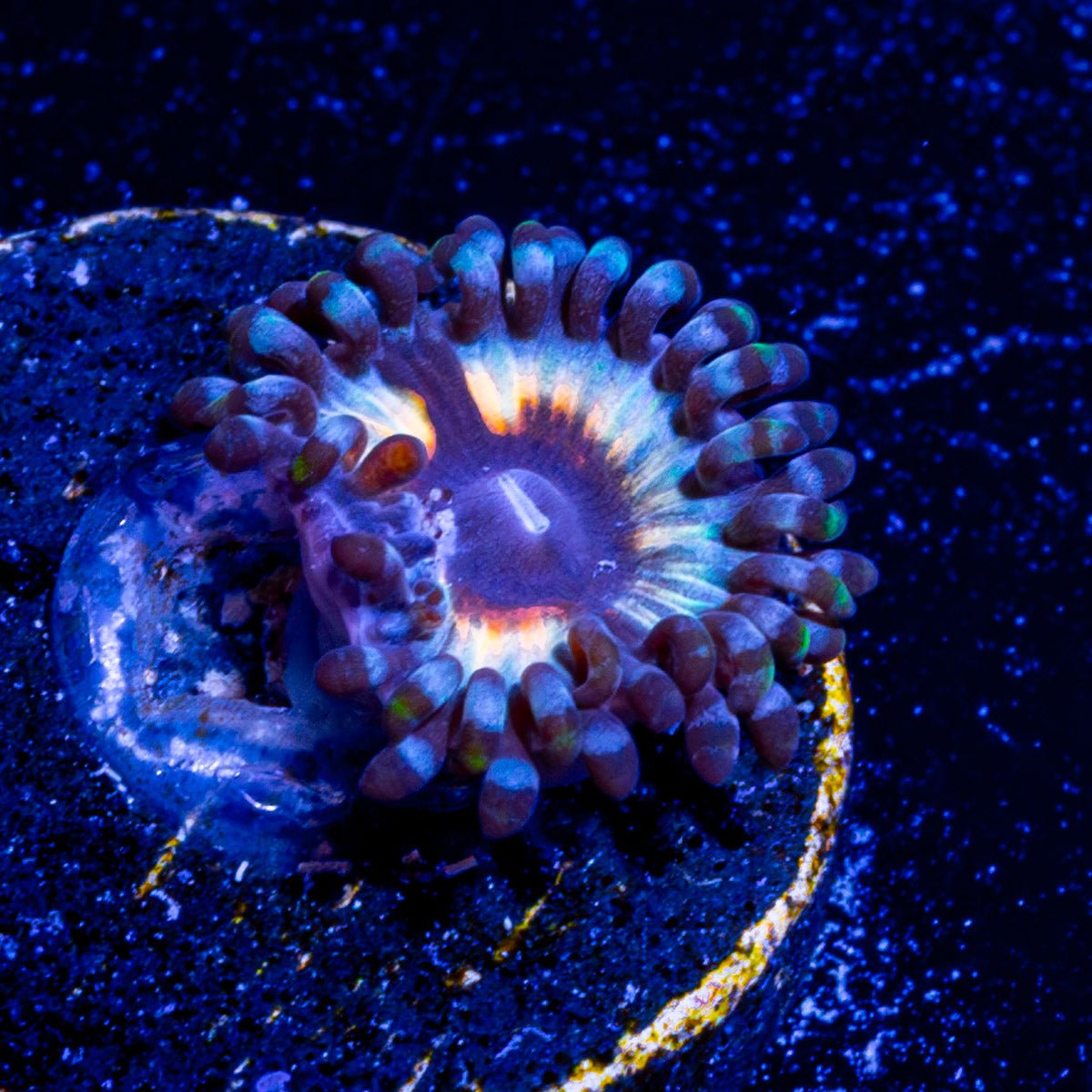 Desert Storm Zoanthid - riptide aquaculture llc