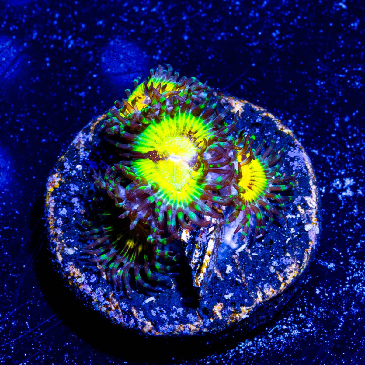 Butt Muncher Zoanthid - riptide aquaculture llc