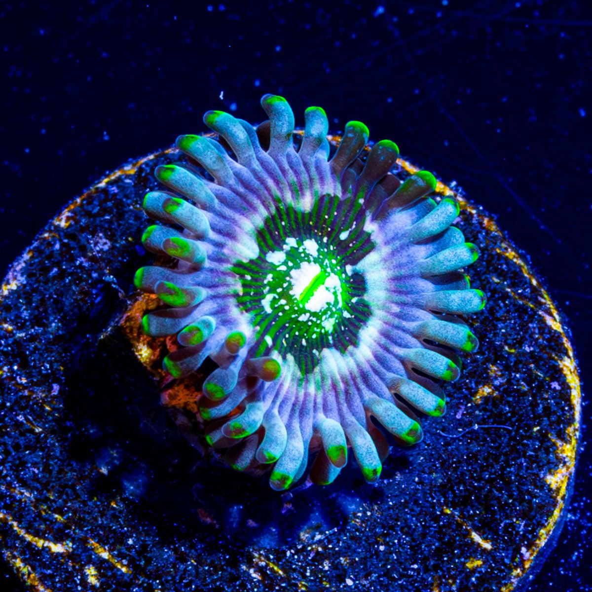 Milky Ways Zoanthid - riptide aquaculture llc