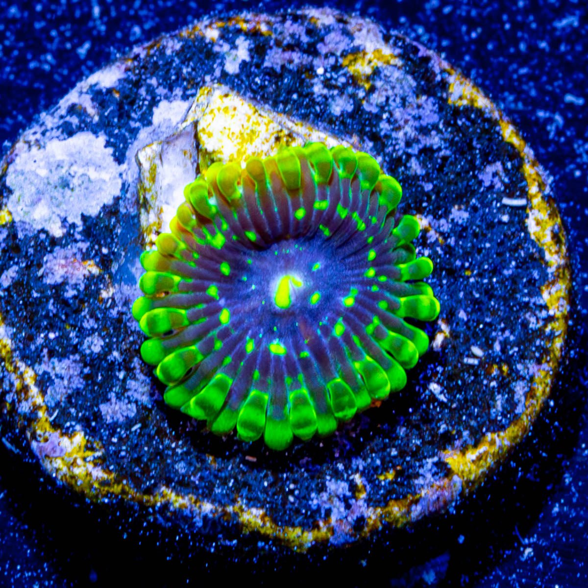 Exospheres Zoanthids - riptide aquaculture llc