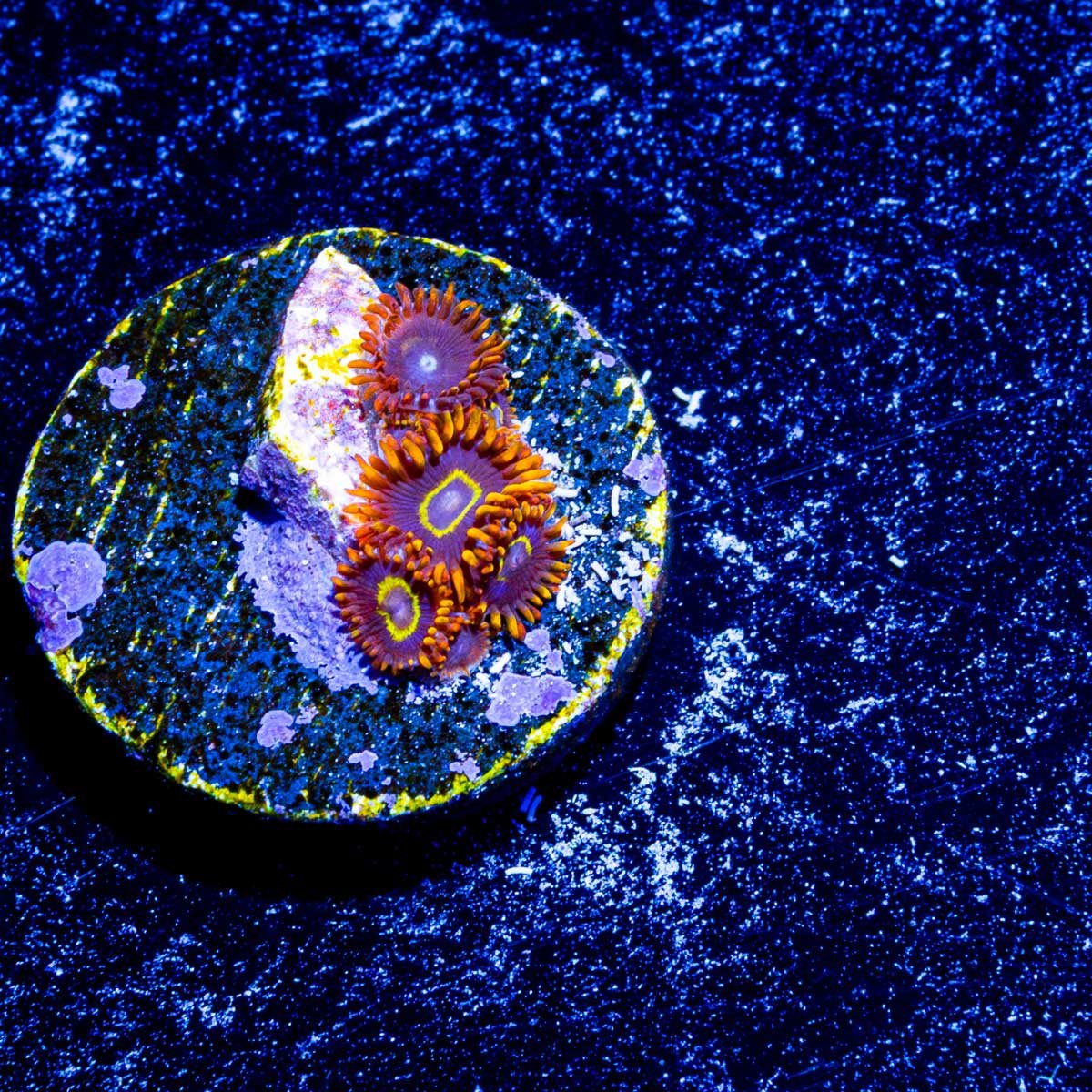 RAinbow Hornets Zoanthid - riptide aquaculture llc