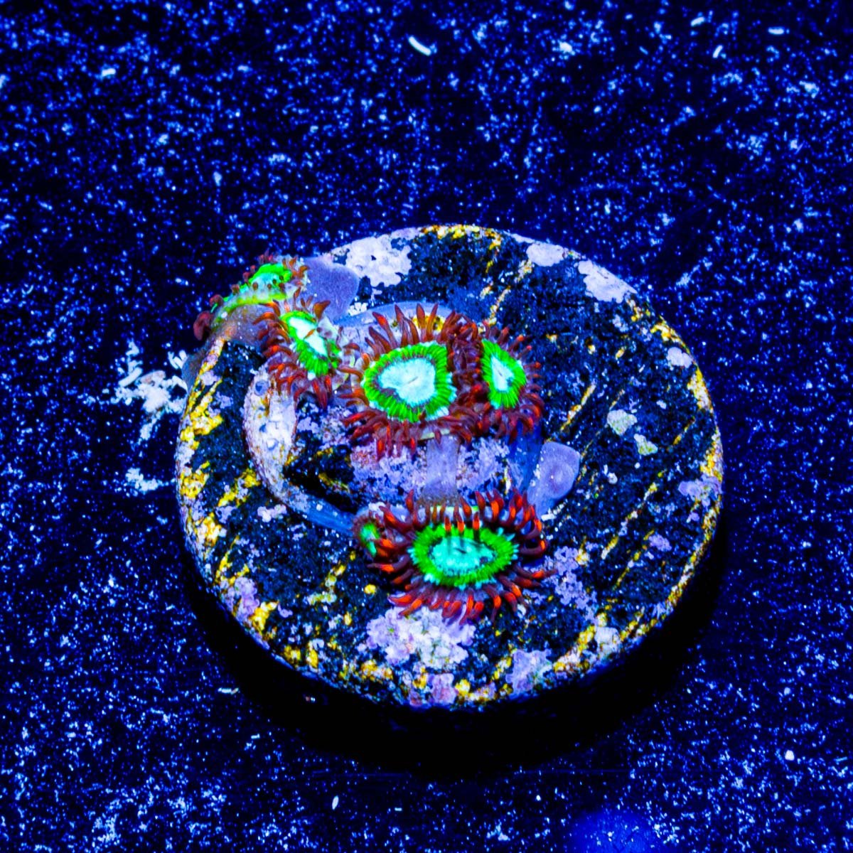 WWC Viridian Zoanthid - riptide aquaculture llc