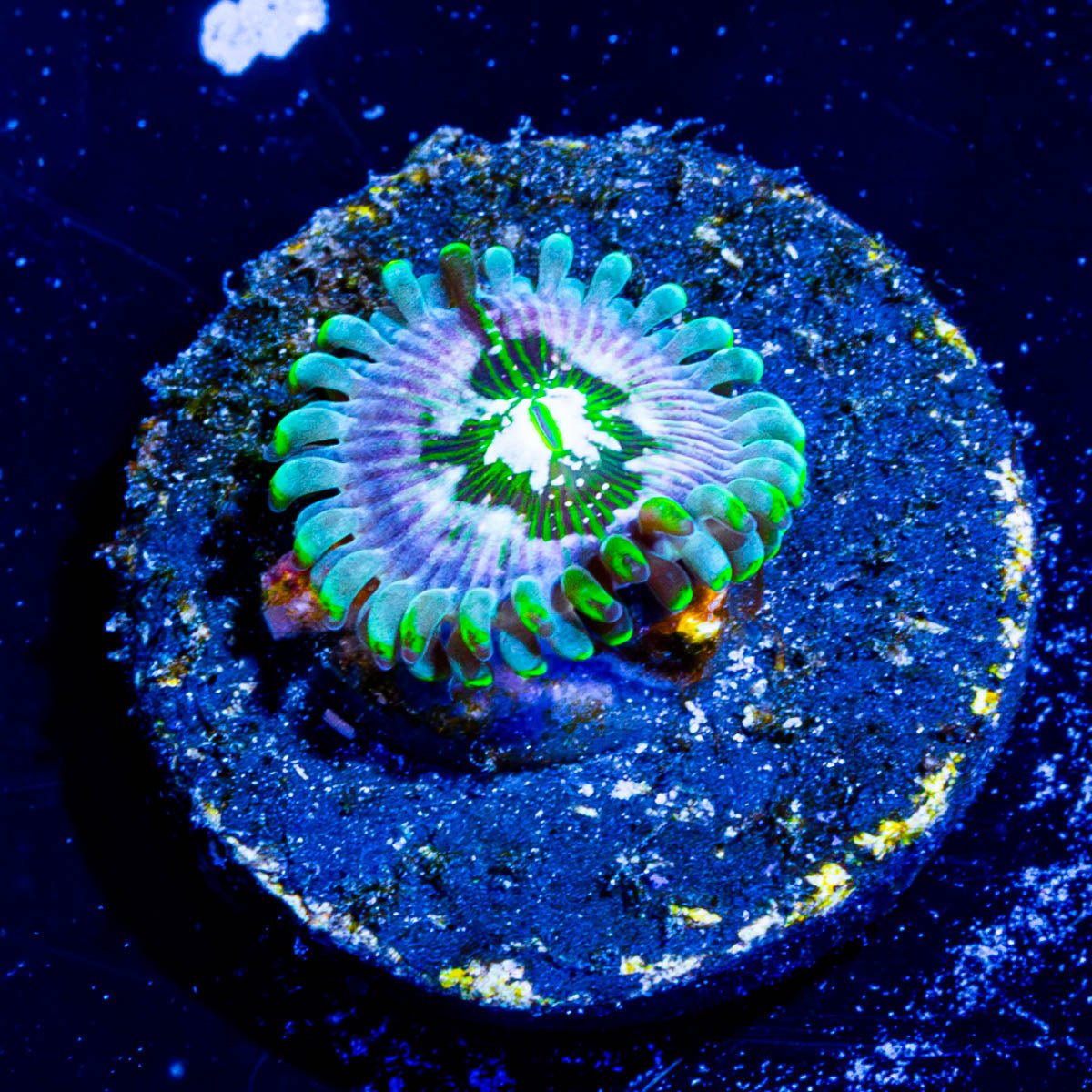 Milky Way zoanthid - riptide aquaculture llc