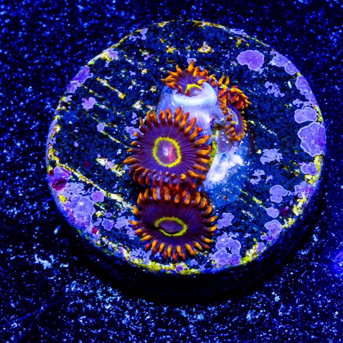 Rainbow Hornets Zoanthid - riptide aquaculture llc