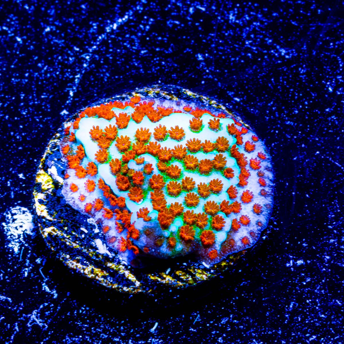 JF Fruity Pebbles Montipora - riptide aquaculture llc