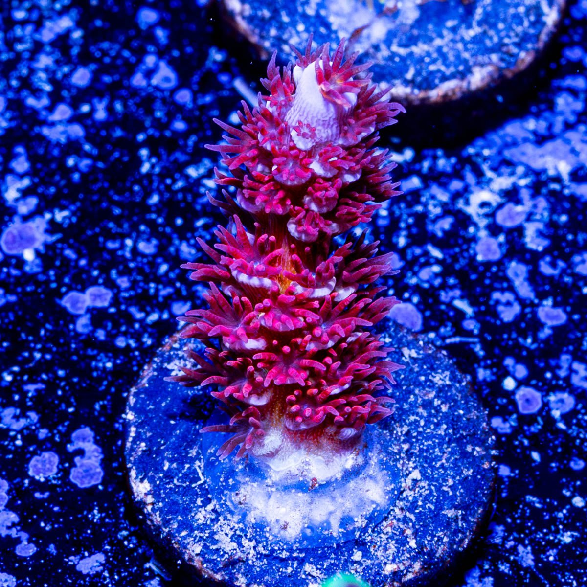 Cherry Bomb Acro - riptide aquaculture llc