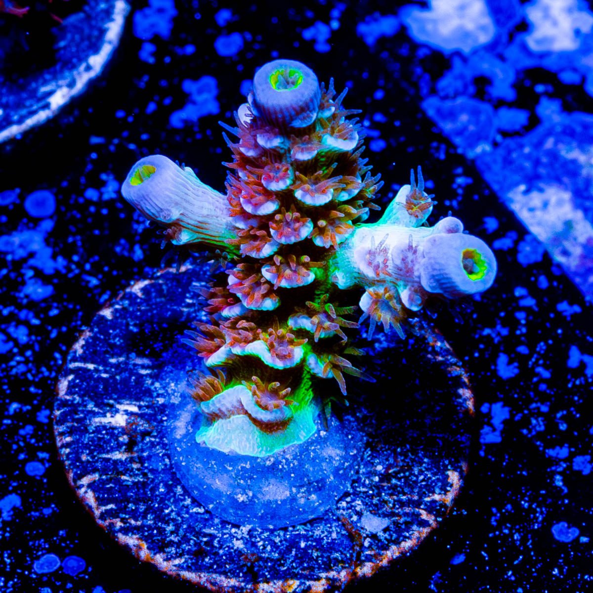 *New Release * RTA Filth Tenius Acropora - riptide aquaculture llc