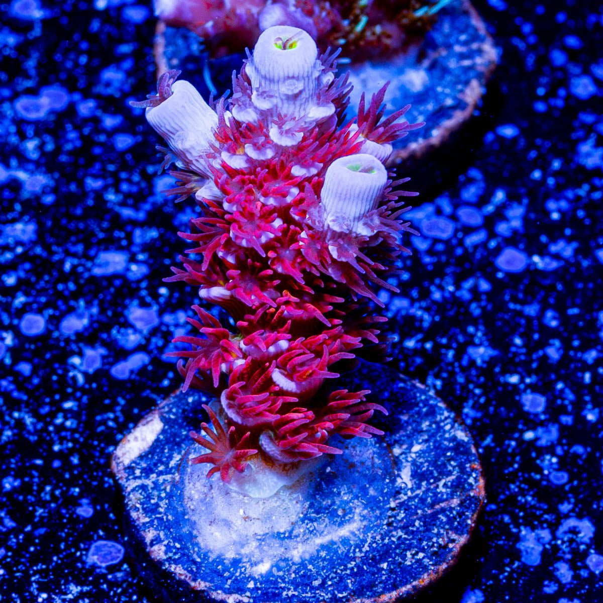 Cherry Bomb Acro - riptide aquaculture llc