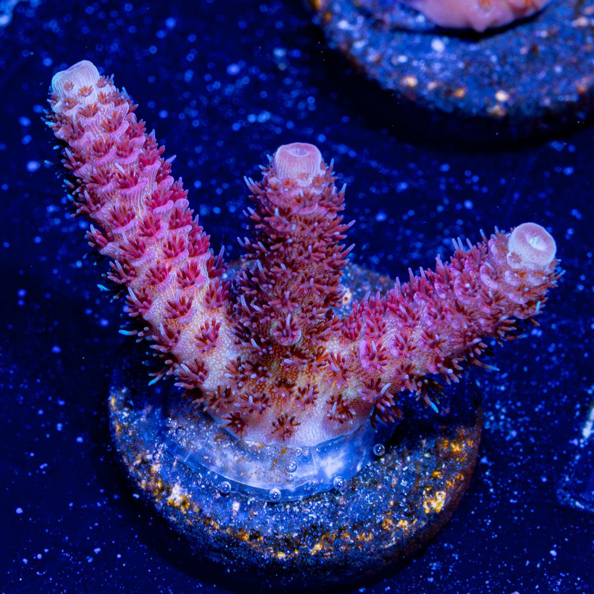 Twisslet Millepora - riptide aquaculture llc