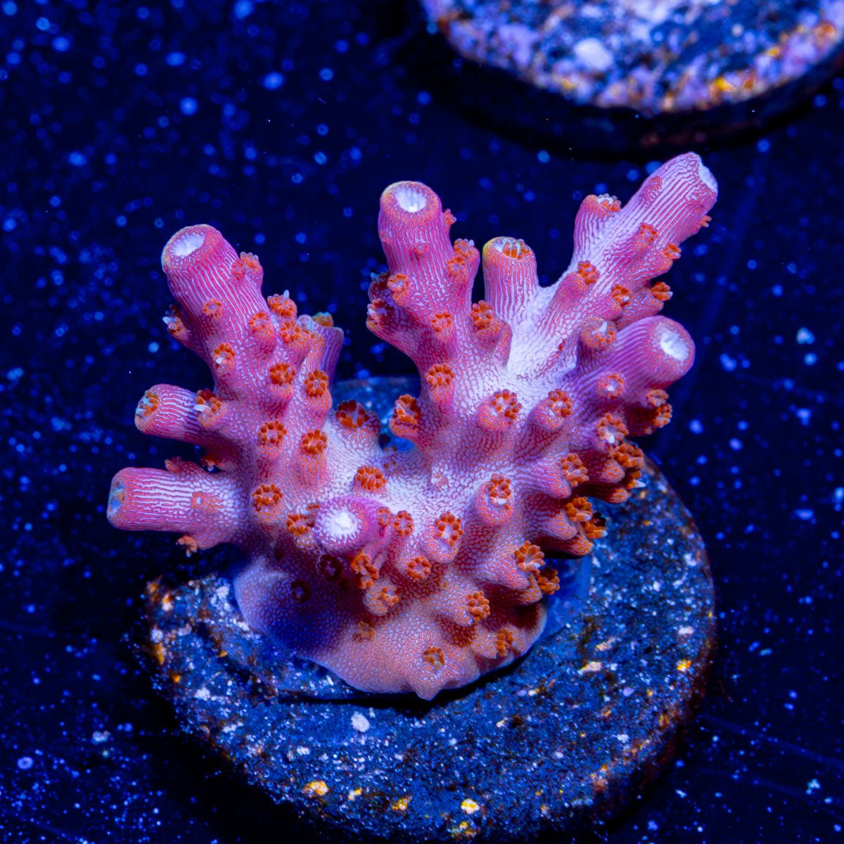 Rainbow Loom Acropora - riptide aquaculture llc