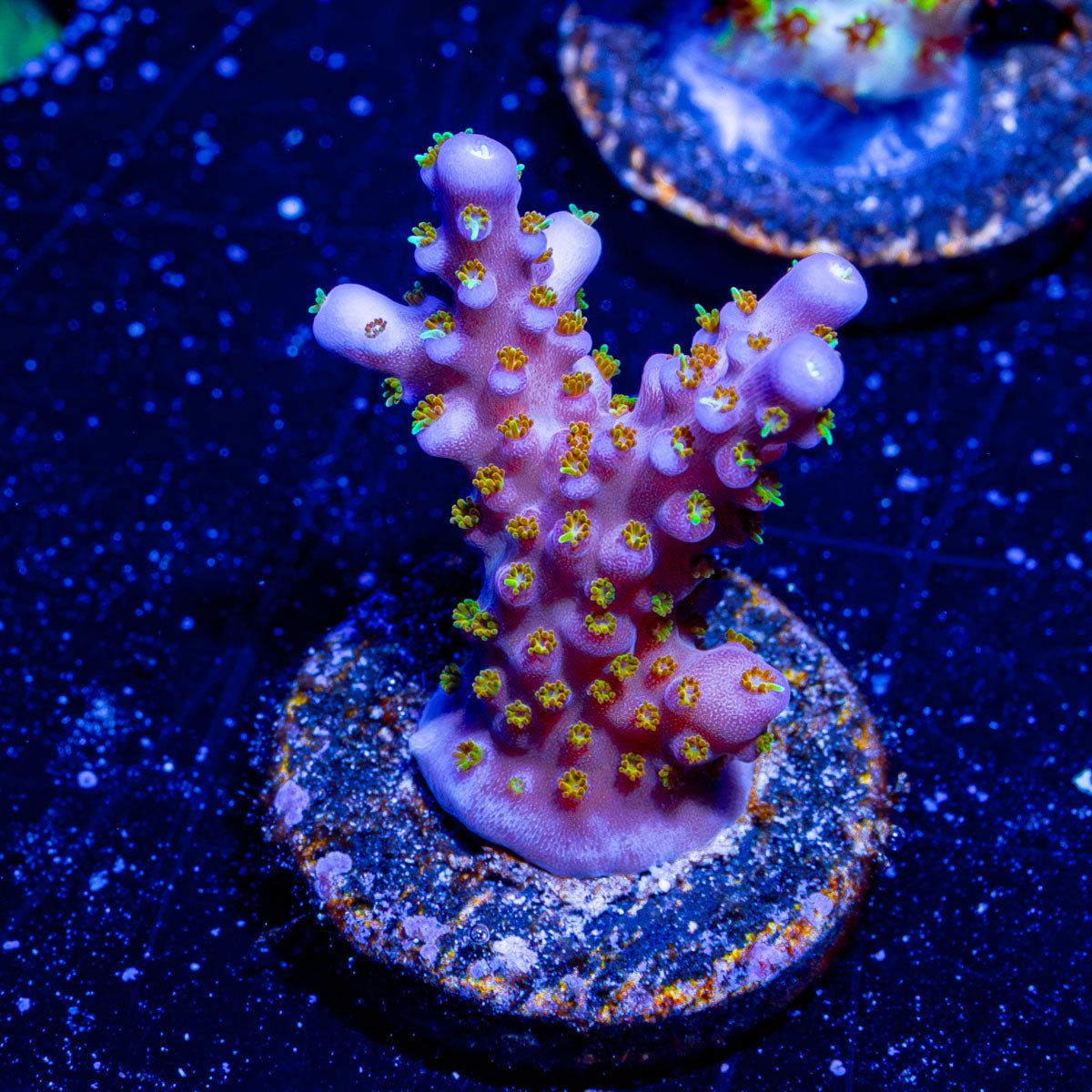 ACR Firework Acropora - riptide aquaculture llc