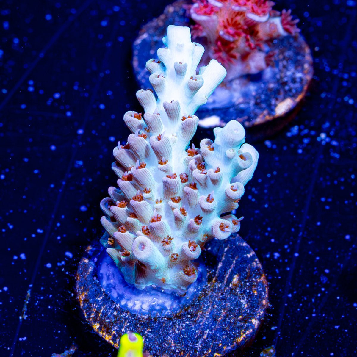 Temporal Distortion Acropora - riptide aquaculture llc