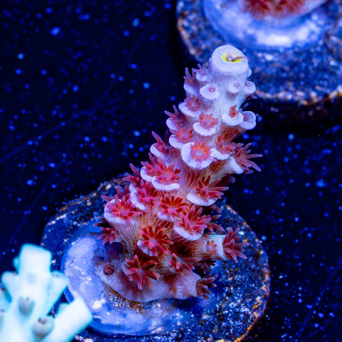 Cherry Bomb Acropora - riptide aquaculture llc