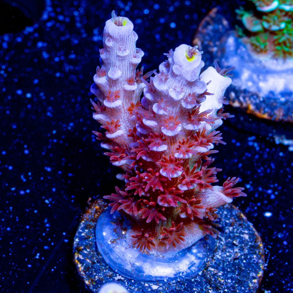 Cherry Bomb Acropora - riptide aquaculture llc