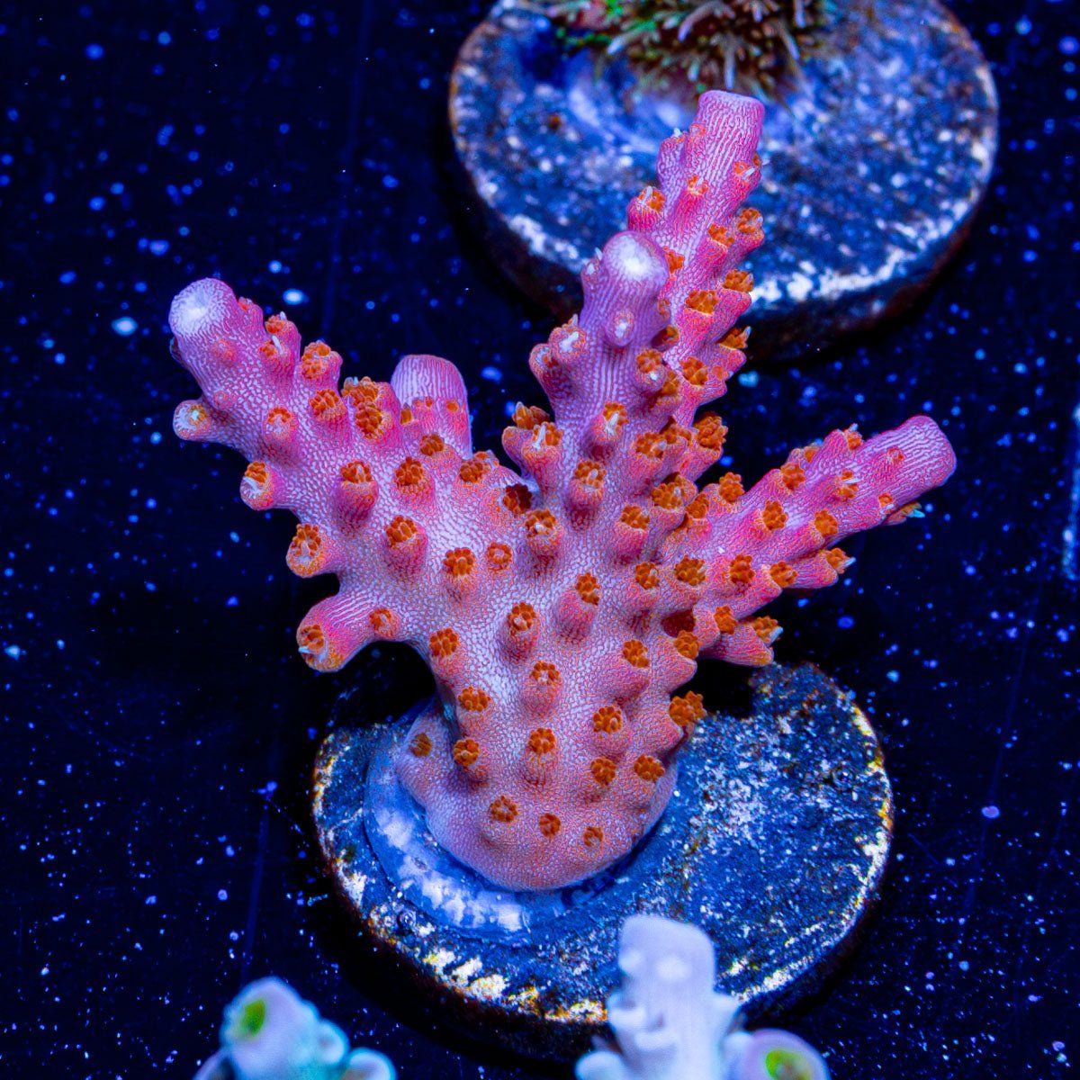 Rainbow Loom Acropora - riptide aquaculture llc