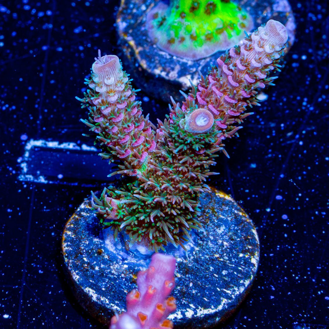 Heaven and Hell Acropora - riptide aquaculture llc