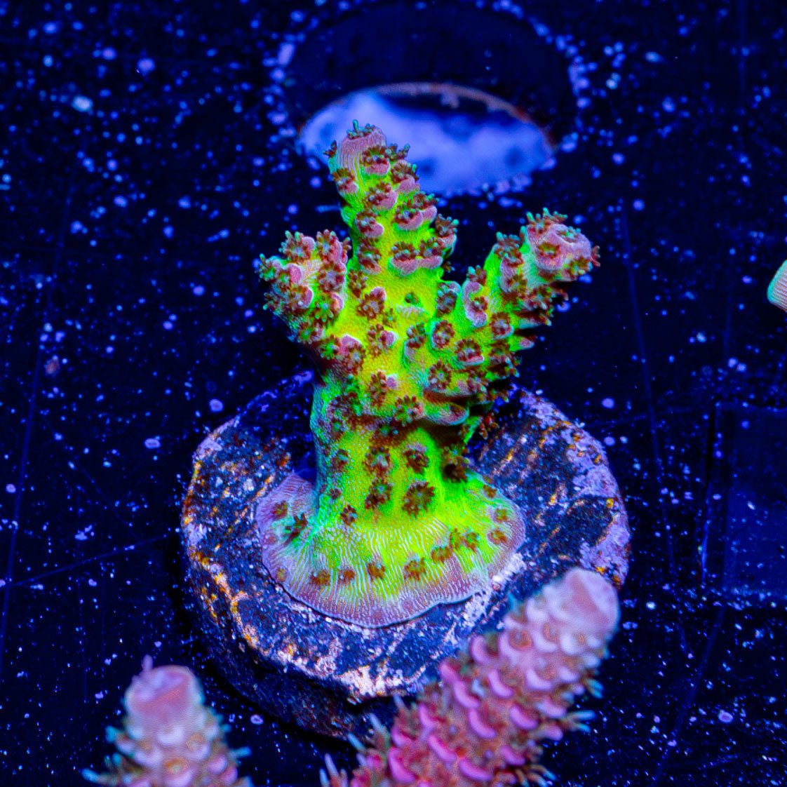 Robot Santa Clause Acropora - riptide aquaculture llc