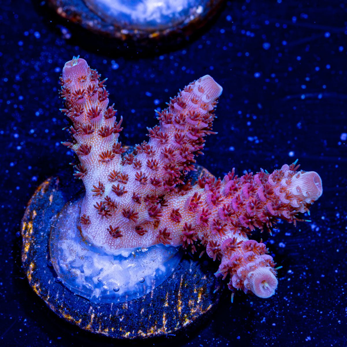 Twisslet Millepora - riptide aquaculture llc