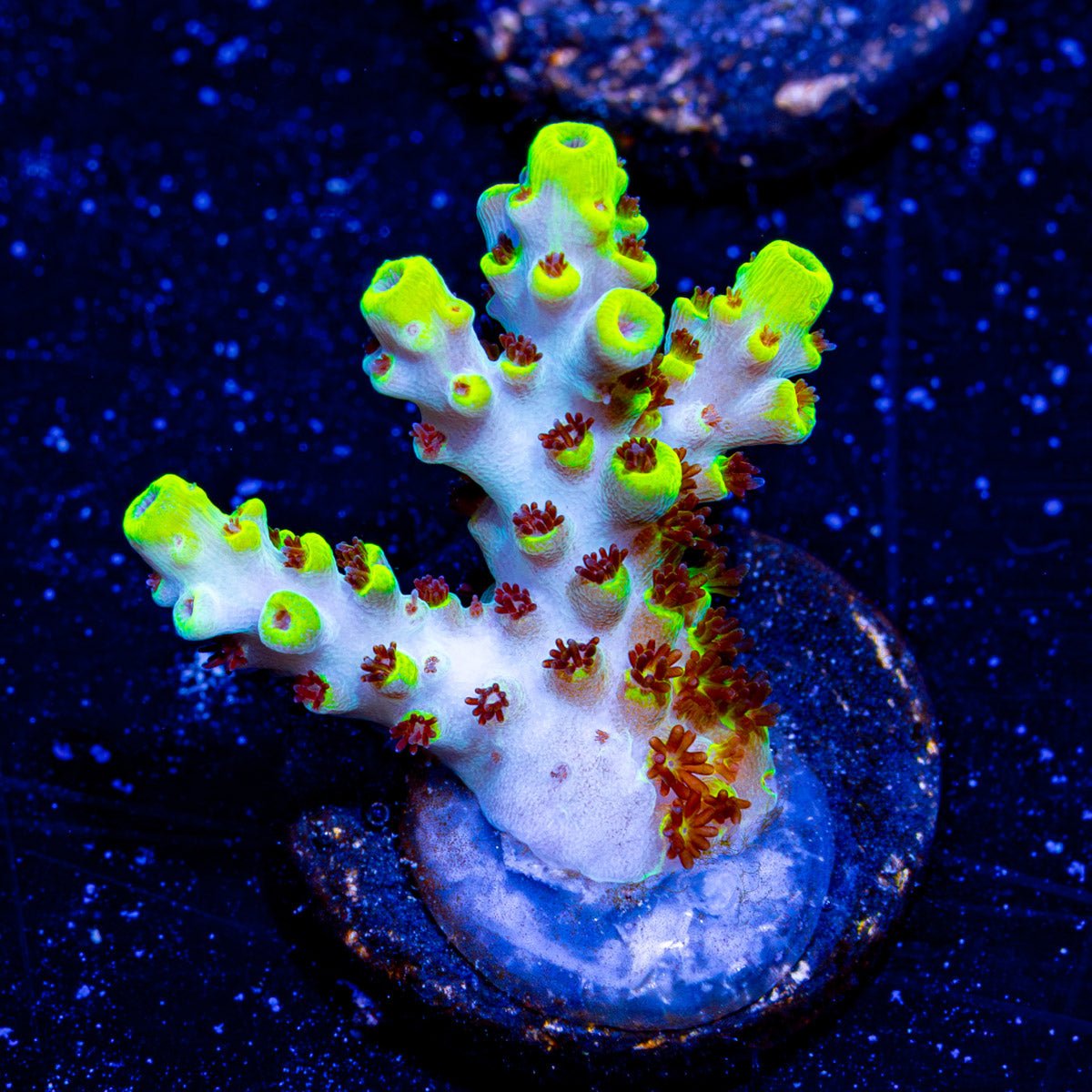 FireFly Acropora - riptide aquaculture llc