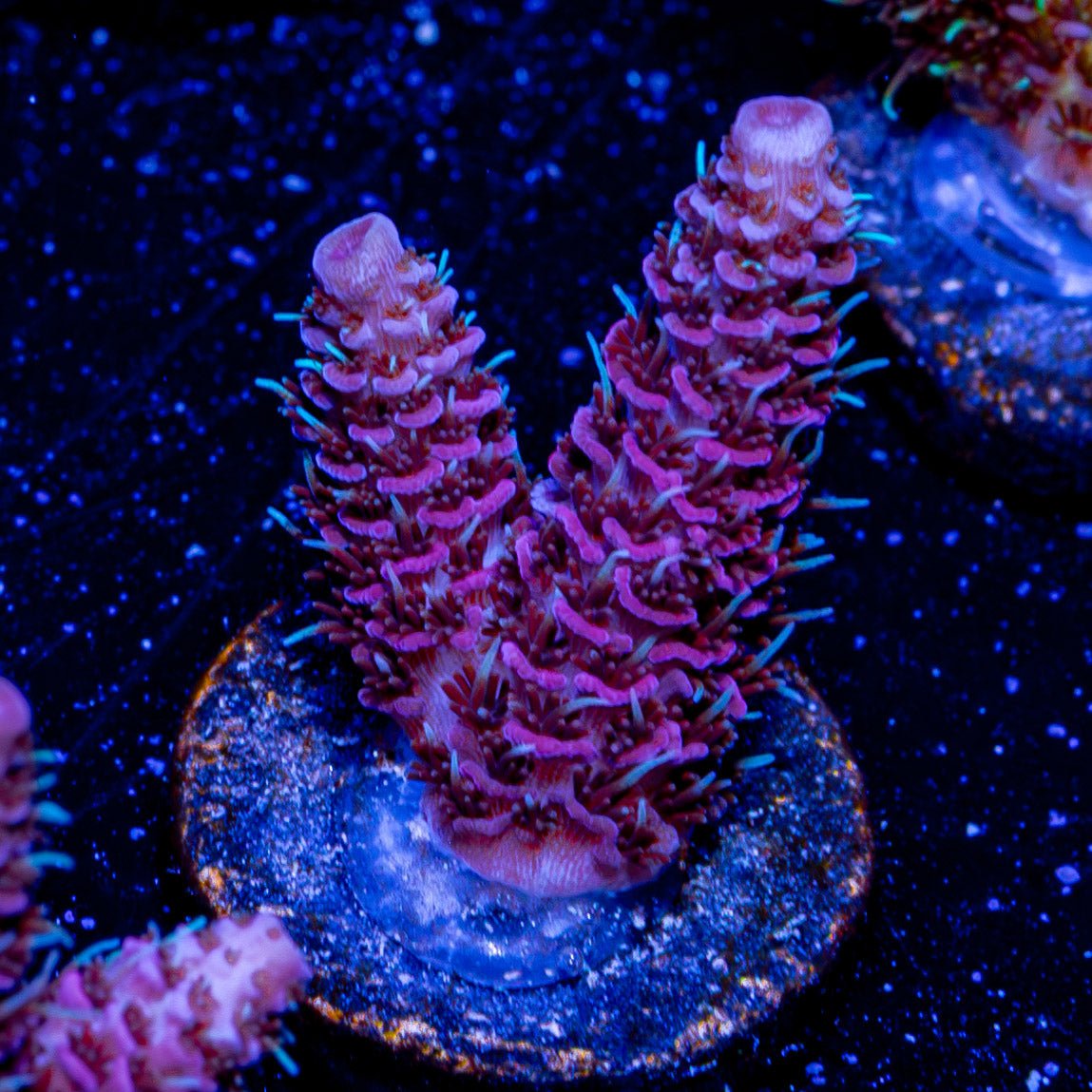 Judge Judy Millepora - riptide aquaculture llc