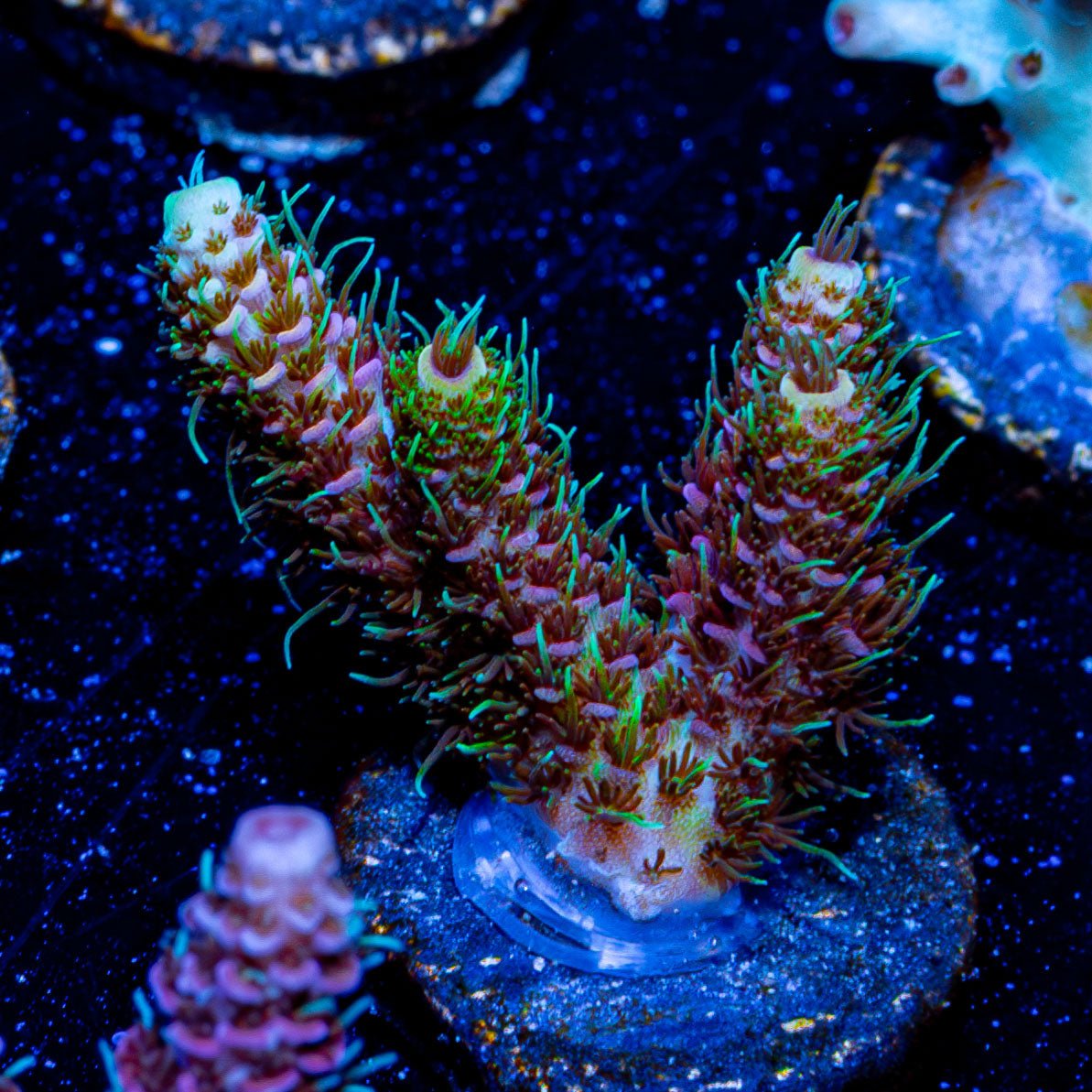 The Fuzz Millepora - riptide aquaculture llc