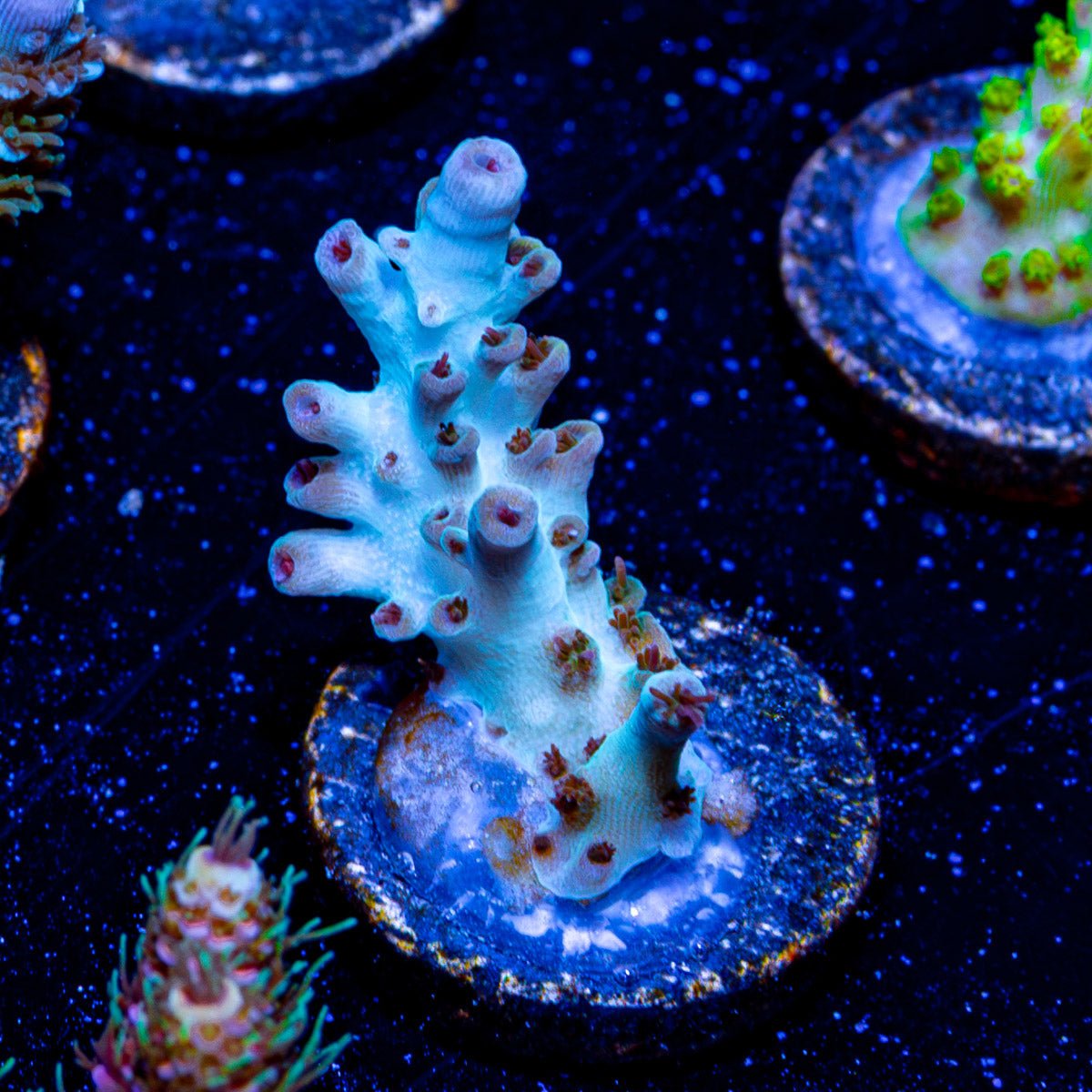 Flash Point Acropora - riptide aquaculture llc